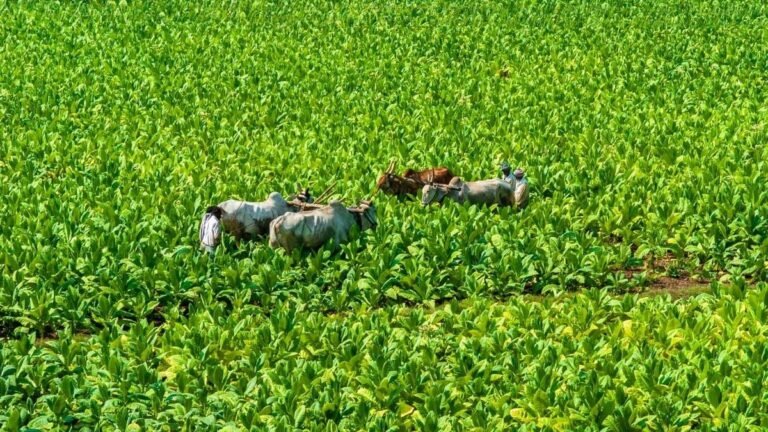 Karnataka Bank and Tobacco Board Empower Tobacco Farmers with Customised Financial Solutions